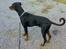 Dobermann Rocco R.I.P. -2008