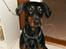 Dobermann Rocco R.I.P. -2008
