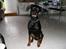 Dobermann Rocco R.I.P. -2008