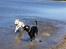 Dobermann Rocco R.I.P. -2008 - Rocco og tjalfe på stranden i fuld løb... :P