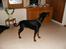 Dobermann Rocco R.I.P. -2008 - min super dejlige og højt elskede vagthund.... :P