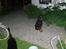 Gordon setter jong.