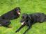 Gordon setter jong.
