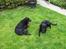 Gordon setter jong.