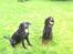 Gordon setter jong.