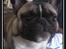 Fransk bulldog Kato *RIP* - Kato knap 11 mdr.
