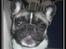 Fransk bulldog Kato *RIP* - Rigtig fotogen :o)