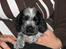 Cocker spaniel Basil