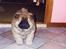 Chow chow Peifu's Aslan Chi Gau - :)