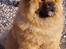 Chow chow Peifu's Aslan Chi Gau - Smukke hund<3