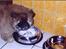 Chow chow Peifu's Aslan Chi Gau - Hey ! jeg spiser lige ! :)