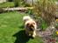 Chow chow Peifu's Aslan Chi Gau - Søde hund<3