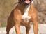 Staffordshire bull terrier Westlund Red Pride - Zoffi