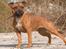 Staffordshire bull terrier Westlund Red Pride - Zoffi