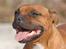Staffordshire bull terrier Westlund Red Pride - Zoffi