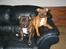Staffordshire bull terrier Westlund Red Pride - Mor og datter