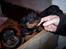 Rottweiler Harley