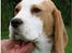 Beagle Gambey - Det udtryk behøver vist ingen kommentar!