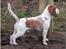 Beagle Gambey - I haven hos min "reserve-familie" i Uggerby