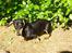 Gravhund Baby <3 SOLGT :( - Baby spiser lige hækken :)