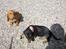 Gravhund Baby <3 SOLGT :( - Hygge i solen .