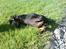 Gravhund Baby <3 SOLGT :(
