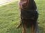 Rottweiler Titan 1998-2008 R.I.P 