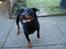 Rottweiler Titan 1998-2008 R.I.P 