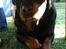 Rottweiler Titan 1998-2008 R.I.P 