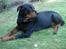 Rottweiler Titan 1998-2008 R.I.P 