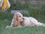 Cocker spaniel Chianti (Fisen) R.I.P - Min reservemor Line