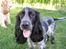 Cocker spaniel Chianti (Fisen) R.I.P - Hej Mor... Hvad er det lige du laver med den tingest... den siger sjove lyde