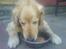 Golden retriever Olympus R.I.P <3 - Da han næsten ikke gad og spise mere, kort tid inden han blev aflivet :(