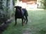Rottweiler Titan 1998-2008 R.I.P 