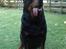 Rottweiler Titan 1998-2008 R.I.P 