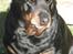 Rottweiler Titan 1998-2008 R.I.P 