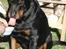 Rottweiler Titan 1998-2008 R.I.P 