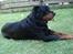 Rottweiler Titan 1998-2008 R.I.P 
