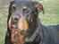 Rottweiler Titan 1998-2008 R.I.P 