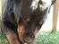 Rottweiler Titan 1998-2008 R.I.P 