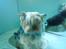 Yorkshire terrier ballou<33 - :)