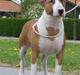 Bullterrier Brauners Buller - Dollar