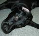 Labrador retriever (formel 1) Julius