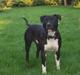 Amerikansk staffordshire terrier solo bellare anubis