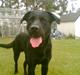 Labrador retriever Charlie