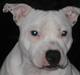 Staffordshire bull terrier Princess Liva