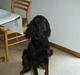 Gordon setter jong.