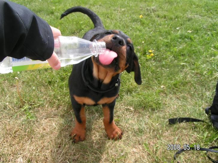 Rottweiler Luna (2008-2008) - uhm dejlig frisk vand... billede 7