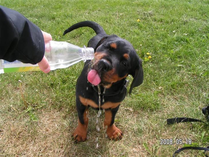 Rottweiler Luna (2008-2008) - slurp slurp... billede 8