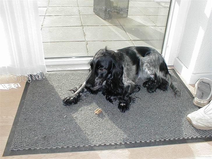 Cocker spaniel Chianti (Fisen) R.I.P - Mmmm.... Dentastix.... De er bare SÅ go´e billede 15